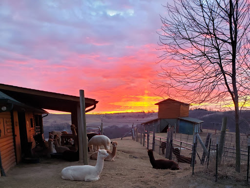 Boutique «Alpacas of the Heartland LLC», reviews and photos, 7016 County Rd 39, Fort Calhoun, NE 68023, USA