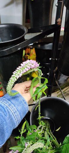 Florist «The Flower Lady», reviews and photos, 3230 Eastlake Ave C, Seattle, WA 98102, USA