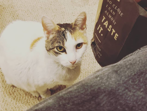 Pet Supply Store «Petco Animal Supplies», reviews and photos, 1507 Rockville Pike, Rockville, MD 20852, USA