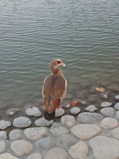 Park «Mike Ward Community Park Woodbridge», reviews and photos, 20 Lake Rd, Irvine, CA 92604, USA