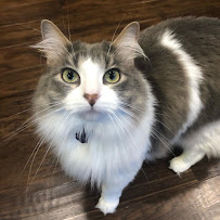 Emily Says Sit - Photo 9 - Car repair in , Baton Rouge