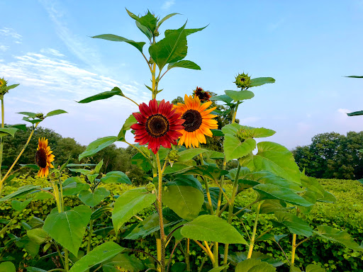 Wedding Venue «Monterre Vineyards», reviews and photos, 6341 Kernsville Rd, Orefield, PA 18069, USA