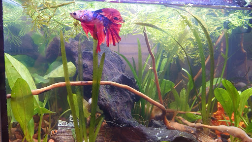 Pet Laden Sie Steffen Müller unter Ehrenfriedersdorf, 