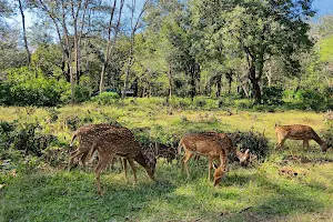 Nagarahole National Park - Karmadu Forest Gate image