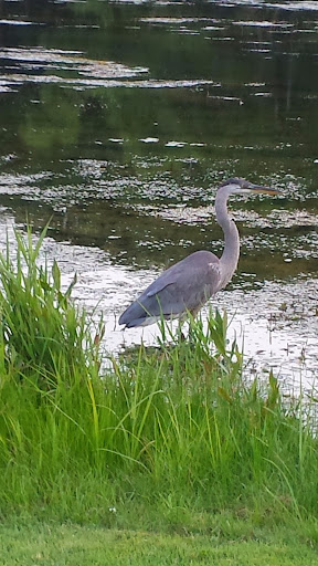 Golf Course «Eastern Hills Golf Course», reviews and photos, 6075 E G Ave, Kalamazoo, MI 49004, USA