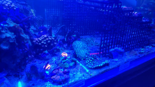 Tropical Fish Store «Elegant Reef - Tropical Fish Studio», reviews and photos, 301 W Nakoma Dr, San Antonio, TX 78216, USA