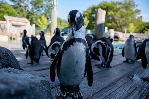 Zoo «The Maryland Zoo in Baltimore», reviews and photos, 1 Safari Place, Baltimore, MD 21217, USA