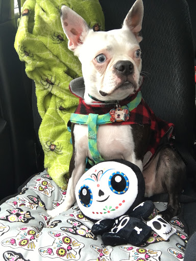 Pet Supply Store «Petco Animal Supplies», reviews and photos, 5925 US-6, Portage, IN 46368, USA