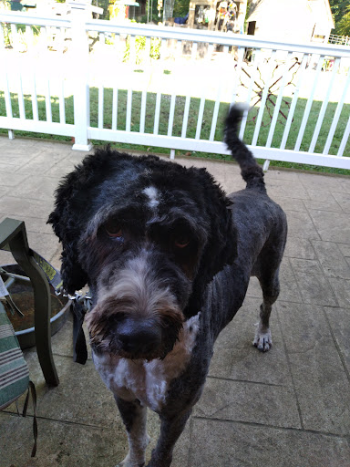 Home Improvement Store «Tractor Supply Co.», reviews and photos, 1266 US-641, Paris, TN 38242, USA