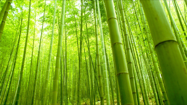 Bamboo Hair + Body 94019