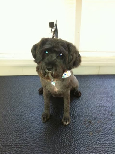 Pet Groomer «Pause 4 Paws Pet Grooming And Hotel», reviews and photos, 3770 W County Line Rd, Douglasville, GA 30135, USA