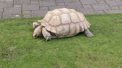 Schildkrötenauffangstation