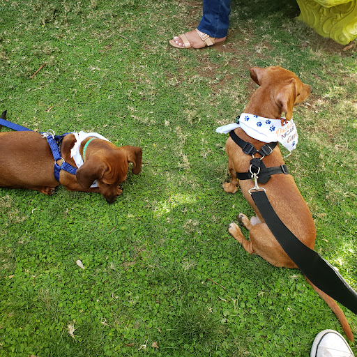 Clínica Veterinarios Asociados - Las Colinas