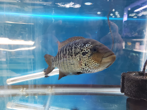 Pet Supply Store «Exotic Fish & Corals», reviews and photos, 374 New Haven Ave, Milford, CT 06460, USA