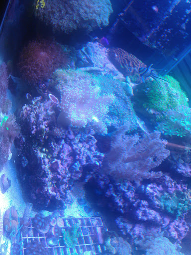 Pet Store «Pet Connection», reviews and photos, 29551 Five Mile Road, Livonia, MI 48154, USA