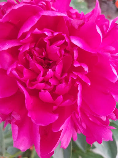 Garden Center «Blooms at Belle Mead», reviews and photos, 1980 US-206, Belle Mead, NJ 08502, USA