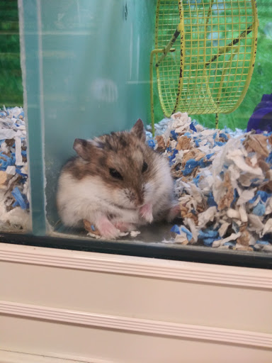 Pet Supply Store «PetSmart», reviews and photos, 1238 Putty Hill Ave, Towson, MD 21286, USA