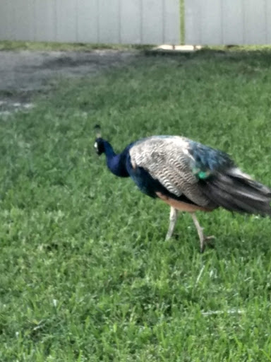 Golf Course «Countryside Country Club», reviews and photos, 3001 Countryside Blvd, Clearwater, FL 33761, USA