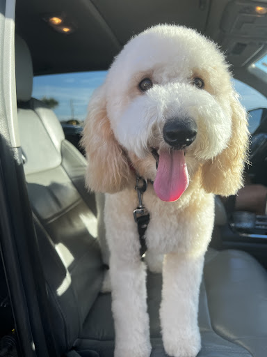 Pet Supply Store «PetSmart», reviews and photos, 15500 Panama City Beach Pkwy #340, Panama City Beach, FL 32413, USA