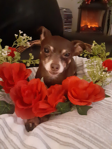 Home Goods Store «Christmas Tree Shops», reviews and photos, 92 Cluff Crossing Rd #11, Salem, NH 03079, USA