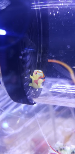 Tropical Fish Store «Aquatic Treasures», reviews and photos, 3211 N Tenaya Way #107, Las Vegas, NV 89129, USA