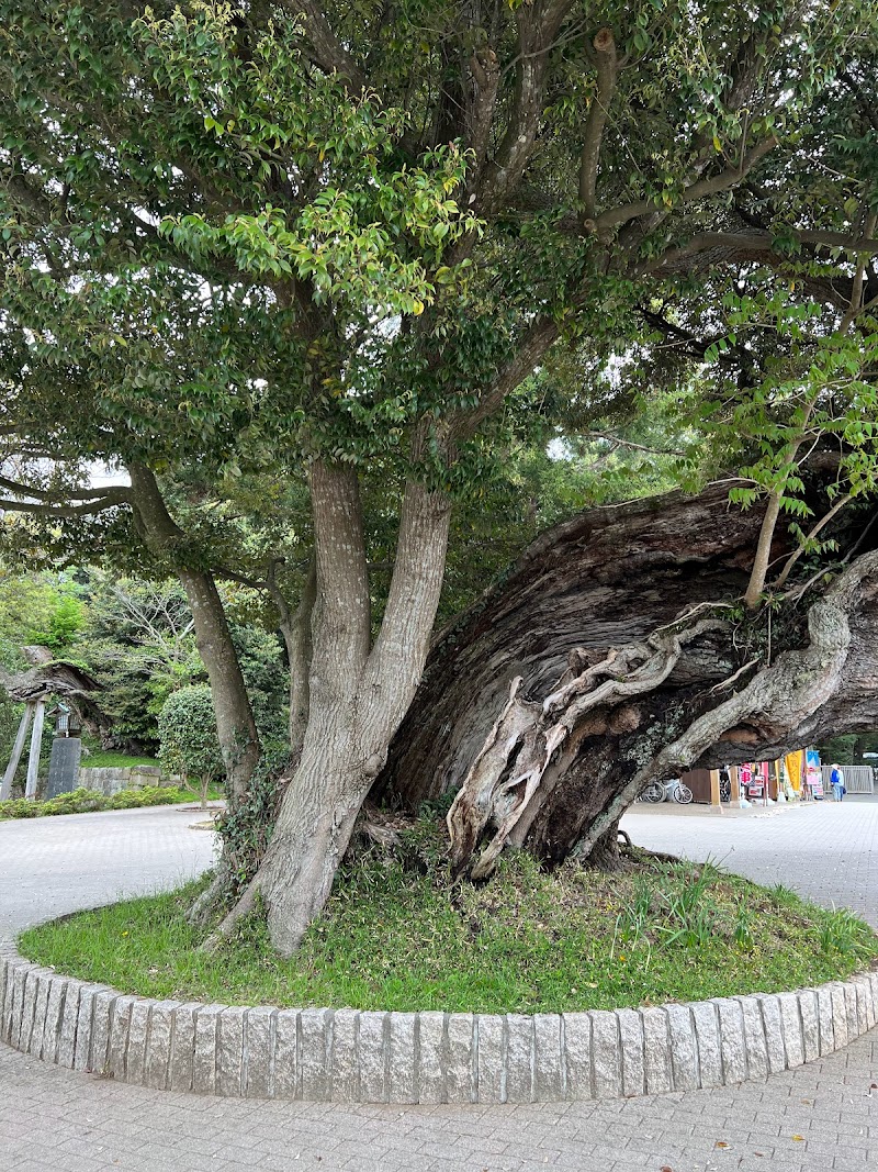 椎の木（ 樹齢800年 ）