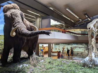 Naturkundemuseum am Löwenstein // Paläontologie // Das Dinomuseum