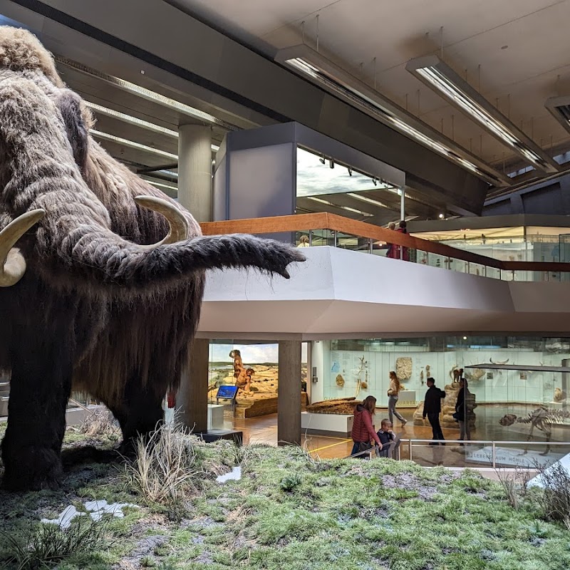 Naturkundemuseum am Löwenstein // Paläontologie // Das Dinomuseum