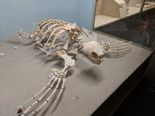 Natural History Museum «Yale Peabody Museum of Natural History», reviews and photos, 170 Whitney Ave, New Haven, CT 06511, USA