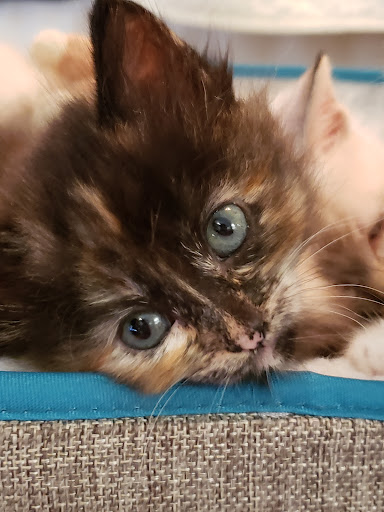 Pet Supply Store «Petco Animal Supplies», reviews and photos, 2722 N Josey Ln #107, Carrollton, TX 75007, USA