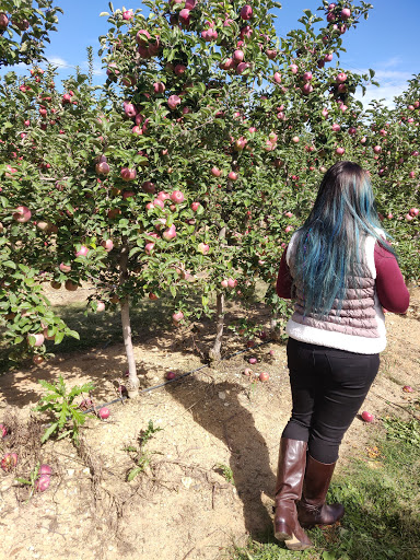 Produce Market «Parks Farms», reviews and photos, 525 NJ-24, Chester, NJ 07930, USA