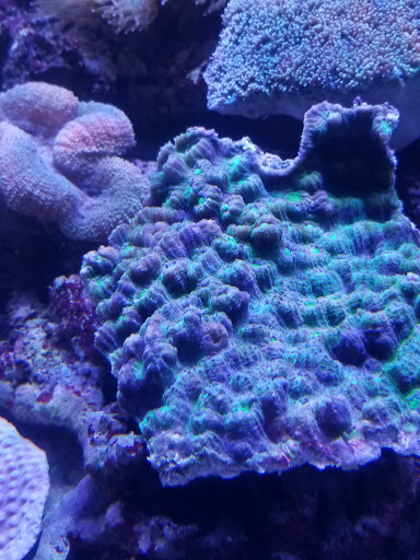 Aquarium «Marine EXTREMES», reviews and photos, 6257 E 21st St N, Wichita, KS 67208, USA