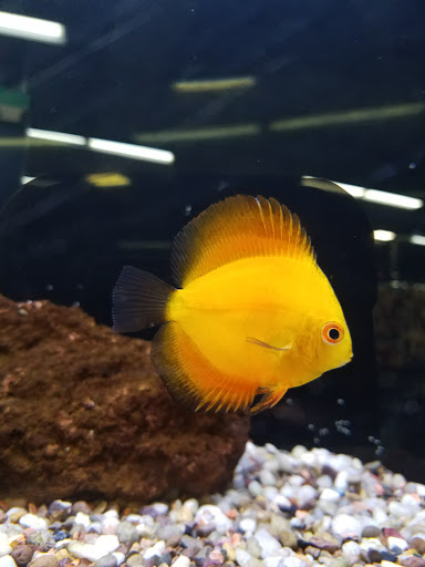 Pet Store «Pets Warehouse», reviews and photos, 177 Glen Cove Rd, Carle Place, NY 11514, USA