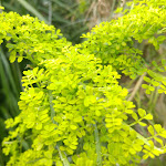 Photo n° 9 de l'avis de Isabelle.e fait le 22/05/2018 à 22:42 pour Jardin Georges Delaselle à Île-de-Batz