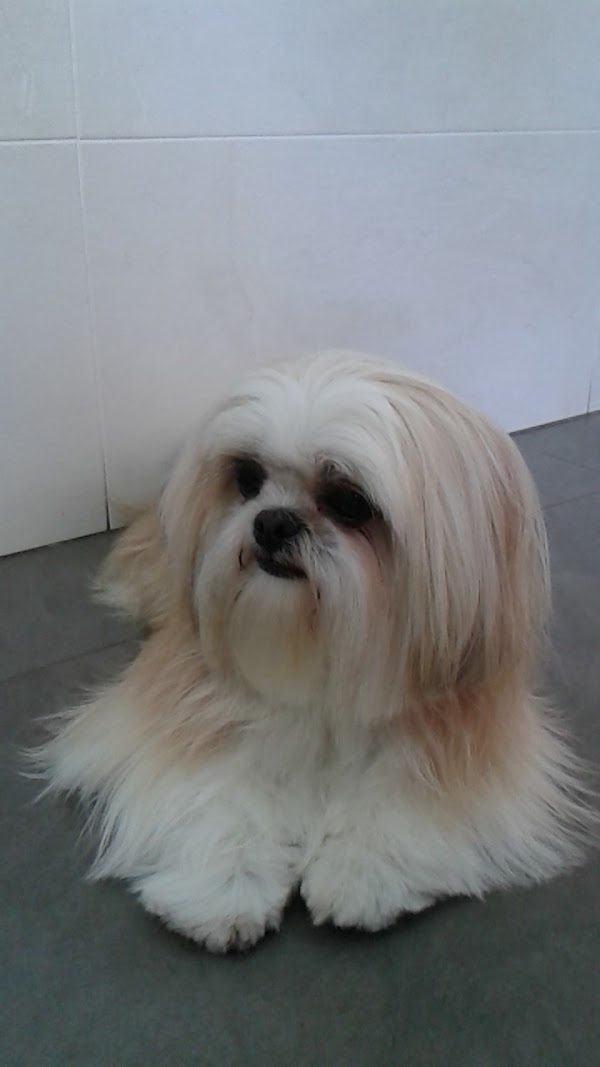 Imagen de Clínica Veterinaria en Rocafort CENTERVET (20 de 20)