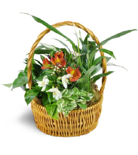 Florist «Shaw And Boehler Florist», reviews and photos, 31 Clinton Ave, Cortland, NY 13045, USA