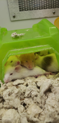 Pet Supply Store «Petco Animal Supplies», reviews and photos, 210 Fortune Blvd, Milford, MA 01757, USA