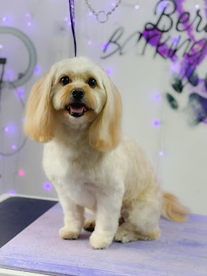 BERWICK'S BARKING BEAUTIES