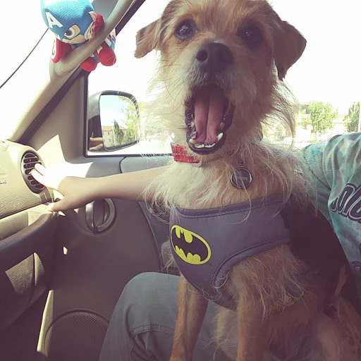 Pet Supply Store «PetSmart», reviews and photos, 6675 S Virginia St, Reno, NV 89511, USA