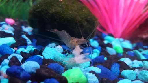 Pet Supply Store «Pet Supplies Plus», reviews and photos, 311 Sagamore Pkwy N, Lafayette, IN 47904, USA