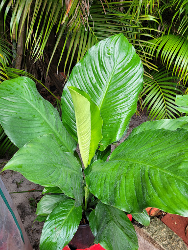 Landscape Designer «Santa Barbara Nursery», reviews and photos, 20425 SW 177th Ave, Miami, FL 33187, USA