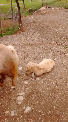 Restaurant «Hidden Valley Animal Adventure», reviews and photos, 2887 Royce Rd, Varysburg, NY 14167, USA