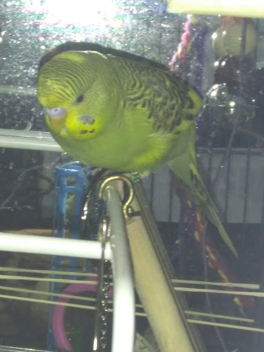 Pet Supply Store «Petco Animal Supplies», reviews and photos, 5190 Borgen Blvd #201, Gig Harbor, WA 98332, USA