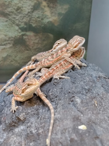 Pet Supply Store «Petco Animal Supplies», reviews and photos, 1100 Middle Country Rd, Selden, NY 11784, USA