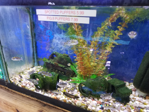 Pet Store «Critter Pet Shop», reviews and photos, 19309 Ecorse Rd, Allen Park, MI 48101, USA
