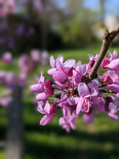 Park «Rockburn Branch Park», reviews and photos, 6105 Rockburn Branch Park Rd, Elkridge, MD 21075, USA