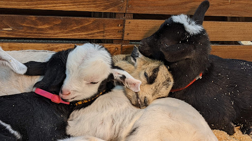 Animal Feed Store «FELDMANS Farm & Home», reviews and photos, 1332 W Kansas St, Liberty, MO 64068, USA