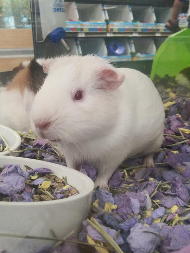 Pet Supply Store «Petco Animal Supplies», reviews and photos, 5215 Lakewood Blvd, Lakewood, CA 90712, USA