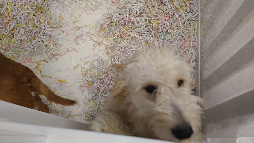 Pet Store «The Puppy Store», reviews and photos, 1163 Merrick Ave, Merrick, NY 11566, USA