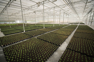Zealandia Horticulture Ltd